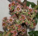 Sempervivum Tectorum